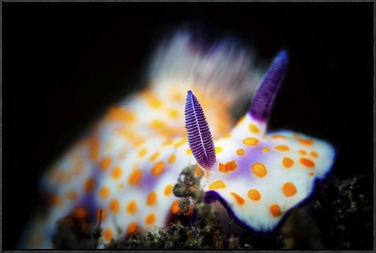 Nudibranche, 36"x24"