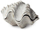 Petite 3D Whitewash Seashell Sculptural Box