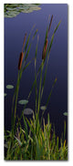 'Long Cattails' Canvas Art by Kurt Shaffer
