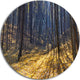 Thick Autumn Forest Woods, Forest Round Wall Art, 23"