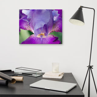 Glowing Iris Floral Nature Photography Canvas Wall Art Print, 16" X 20"