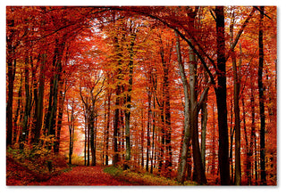 'The Red Way' Canvas Art by Philippe Sainte-Laudy