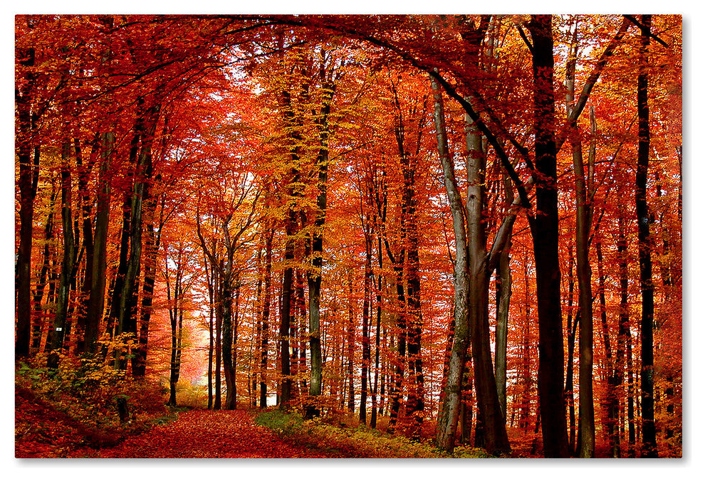 'The Red Way' Canvas Art by Philippe Sainte-Laudy