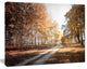 Straight Road in Fall Birch Grove, Modern Forest Canvas Art, 60"x28"