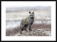 "Cross Fox" Framed Digital Print by Alessandro Catta, 38"x28"