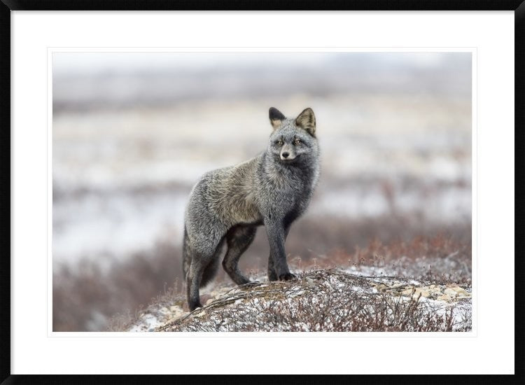 "Cross Fox" Framed Digital Print by Alessandro Catta, 38"x28"