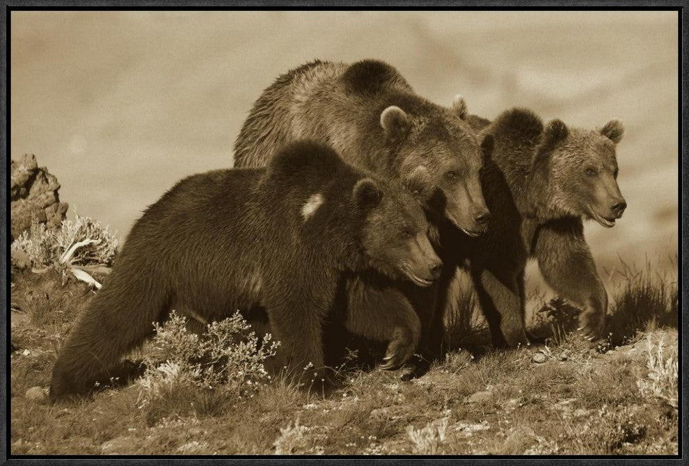Grizzly Bear Mother With Two One Year Old Cubs, North America, 24"x16"