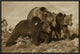 Grizzly Bear Mother With Two One Year Old Cubs, North America, 24"x16"