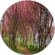 Sakura Pink Flowers In Thailand, Landscape Round Wall Art, 23"