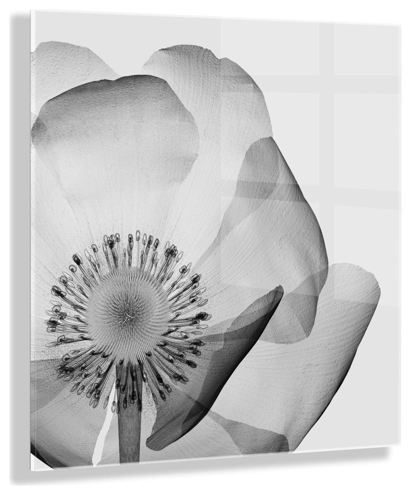 Poppy X Ray Floral Acrylic Art by The Creative Bunch Studio, Assorted 23x23