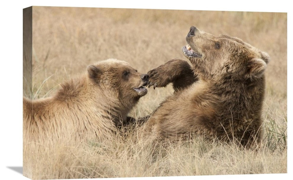 "Grizzly Bear Mother And Cub Playing, Katmai National Park, Alaska" Artwork