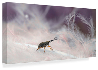 Thierry Dufour 'In The Forest Of Feathers' Canvas Art, 19"x10"