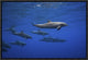 "Dolphins" Framed Canvas Giclee by Barathieu Gabriel, 19x13"