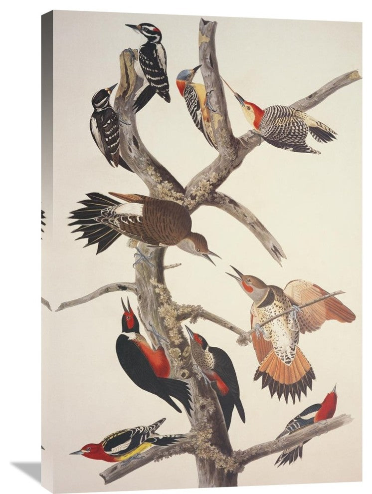 "Hairy Woodpecker" Artwork, 24" x 36"