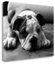 "Bodhi" By Kim Levin, Giclee Print on Gallery Wrap Canvas, Ready to Hang