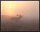 "Misty Morning Stag" Framed Canvas Giclee by Greg Morgan, 23x18"