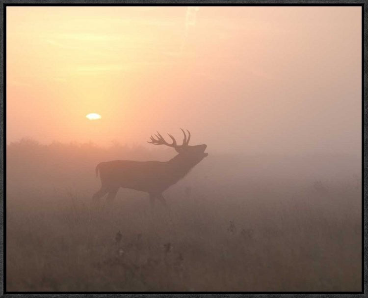 "Misty Morning Stag" Framed Canvas Giclee by Greg Morgan, 23x18"