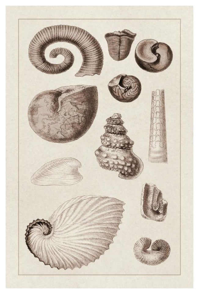 "Shells: Ammonacea (Sepia)" Digital Paper Print by G.B. Sowerby, 18"x26"