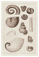 "Shells: Ammonacea (Sepia)" Digital Paper Print by G.B. Sowerby, 18"x26"