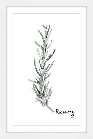 "Herb Rosemary" Framed Print by Rachel Byler