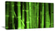 Green Bamboo Forest, Large Floral Canvas Art Print, 60"x28"