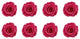 Regular Preserved Roses, Set of 8, Baby Pink