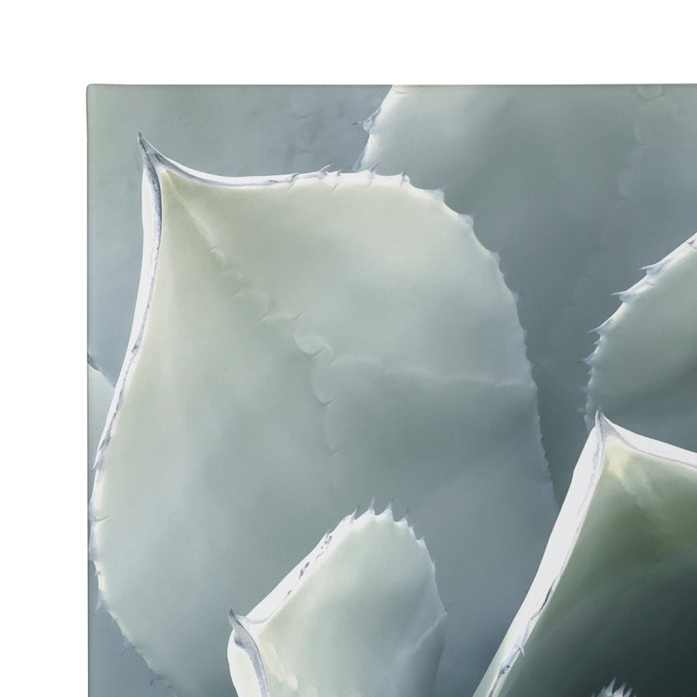 Soft Botanical Succulents by The Creative Bunch Studio, Assorted 2 Piece 20x20
